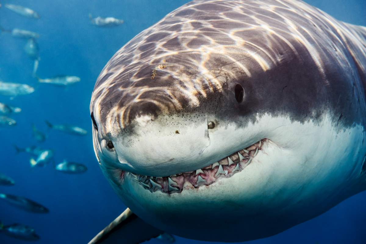 10 самых больших акул в мире (интересные факты)