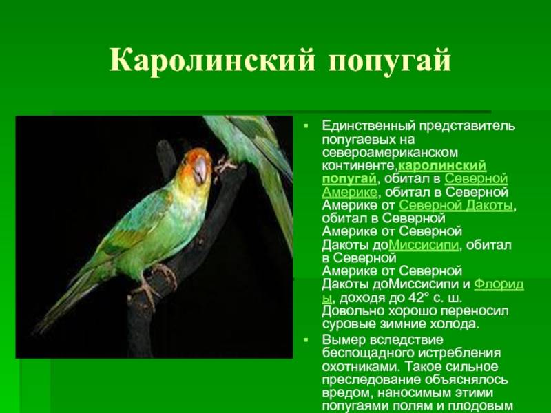 Попугай корелла, все о нимфах: описание, жизнь в дикой в природе