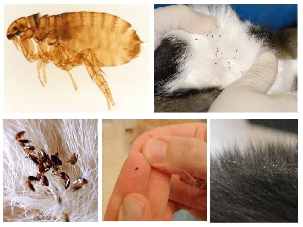 Как избавиться от блох у кошки: 5 шагов по выведению кровососущих паразитов