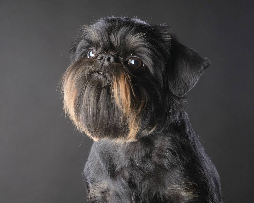 Брюссельский гриффон — фото и описание породы собак, характер, особенности ухода