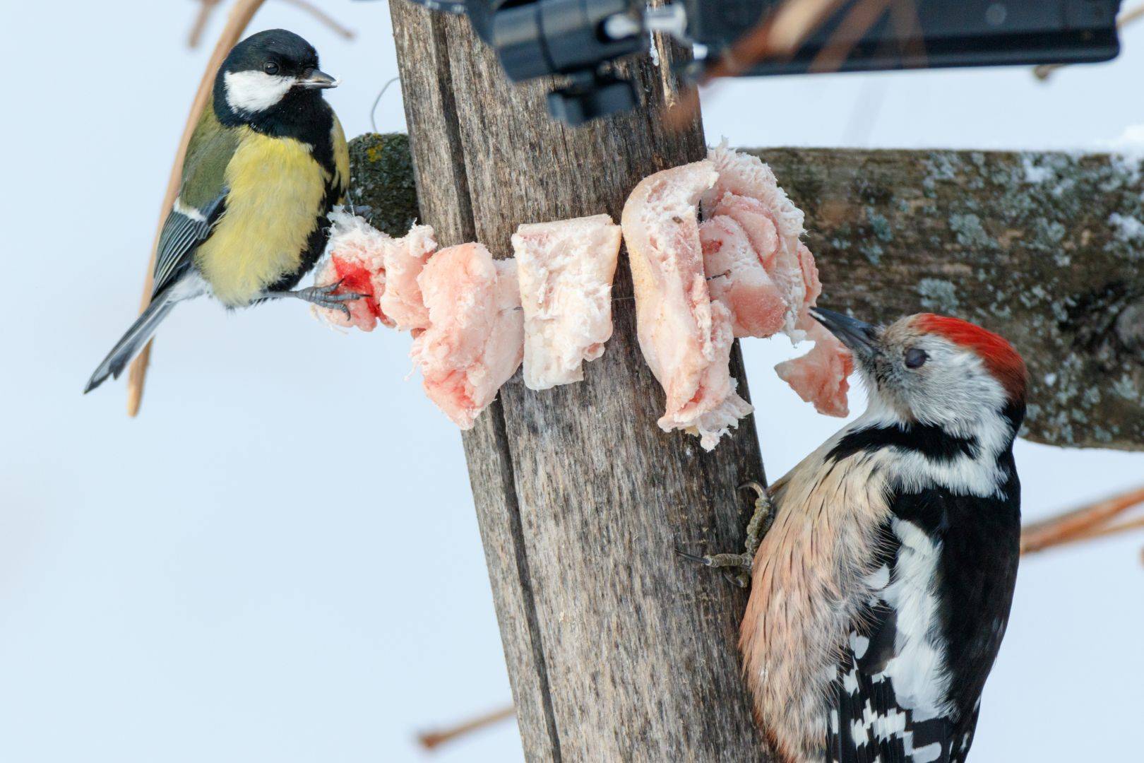 Чем питаются птицы зимой: что положить в кормушку, чем нельзя кормить