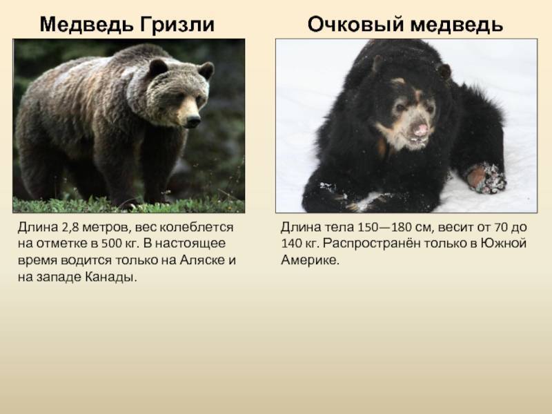 Редкие животные из красной книги. бурый медведь - хвастунишка
 - 11 марта
 - 43075715715 - медиаплатформа миртесен
