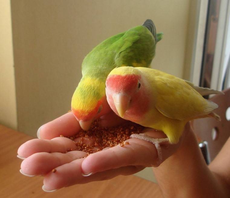 Чем кормить попугаев неразлучников?