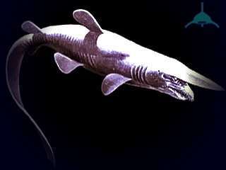 Акула-гоблин: описание, места обитания, интересные факты