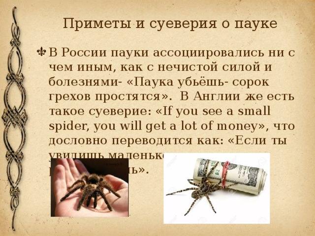 Паук - приметы: в доме, в ванной, в квартире, к чему увидеть на потолке белого или черного паука