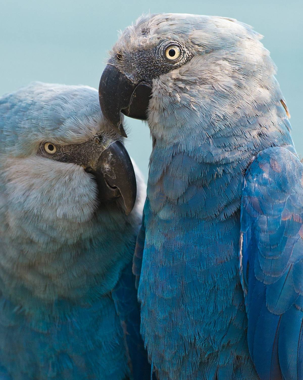 Голубой попугай ара - вымер ли вид?