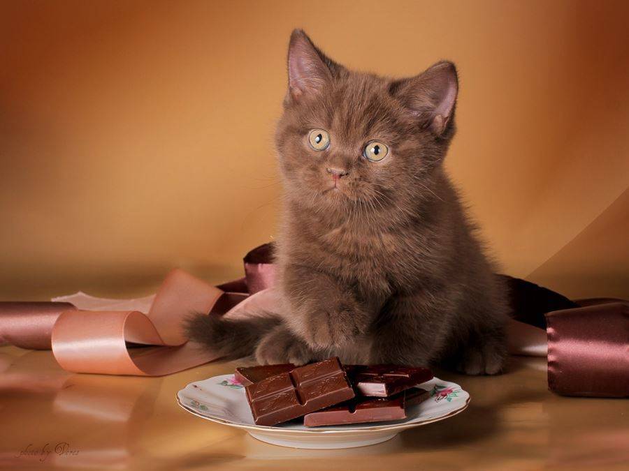 Можно ли кошкам сладкое – последствия избытка углеводов