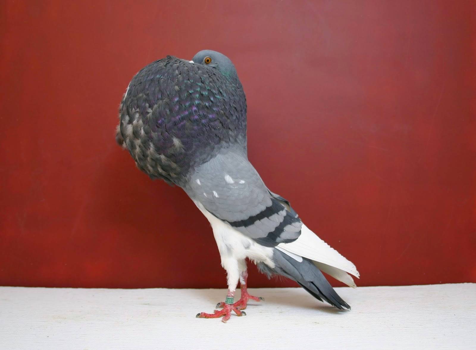 Порода голубей дутыш: происхождение, описание и разновидности