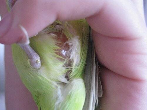 Лечение воспаления зоба у волнистых попугаев
