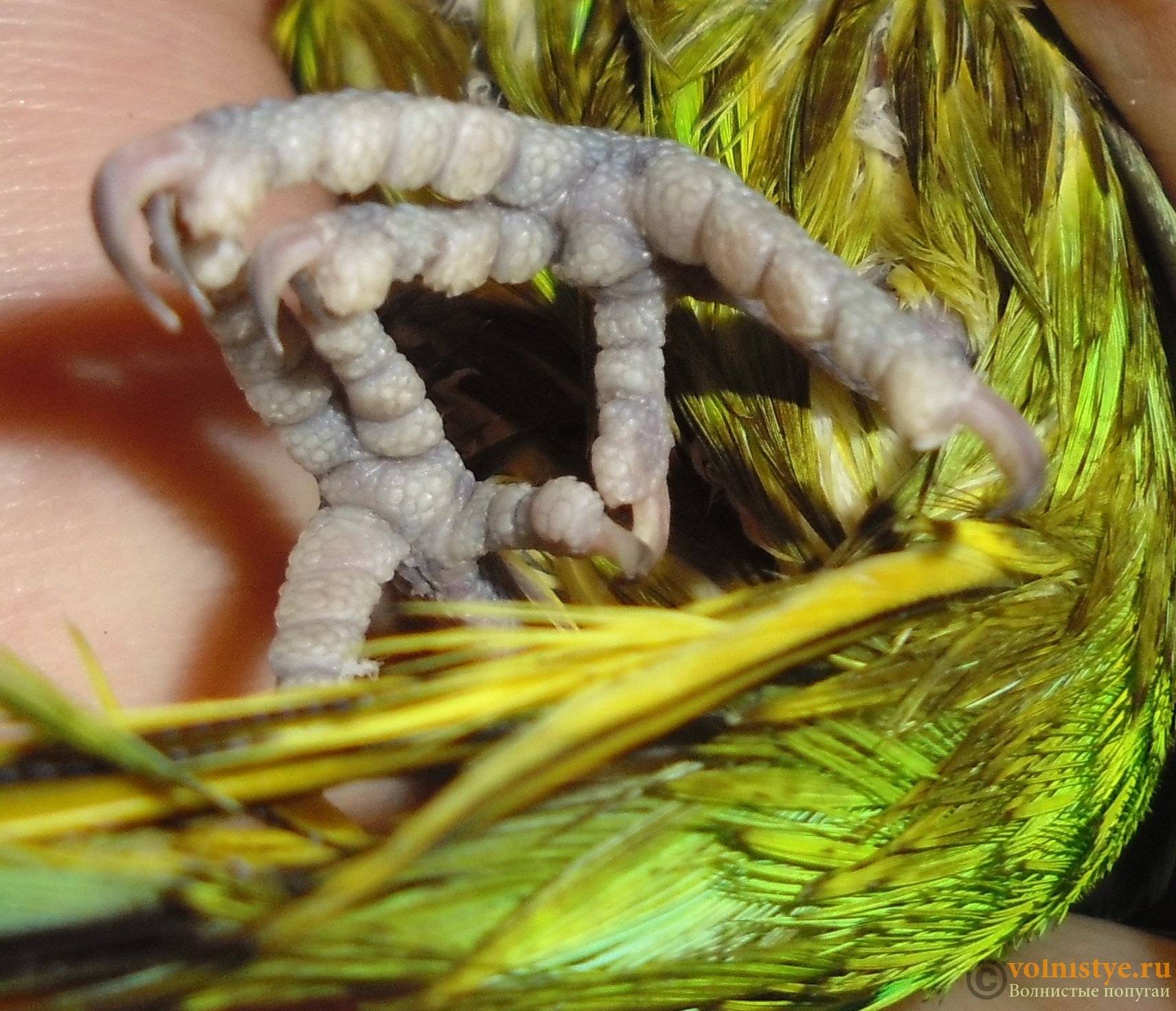 Почему попугай чихает: причины, последствия, лечение | павловская курочка