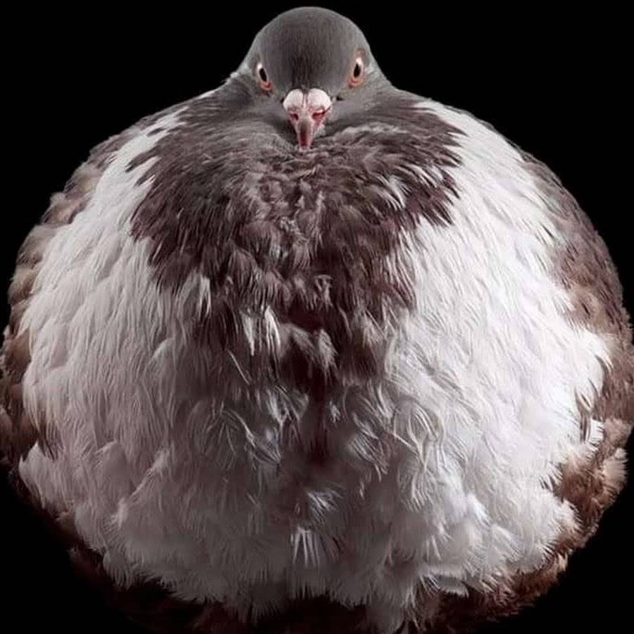 Самые большие птицы в мире: фотографии и описание