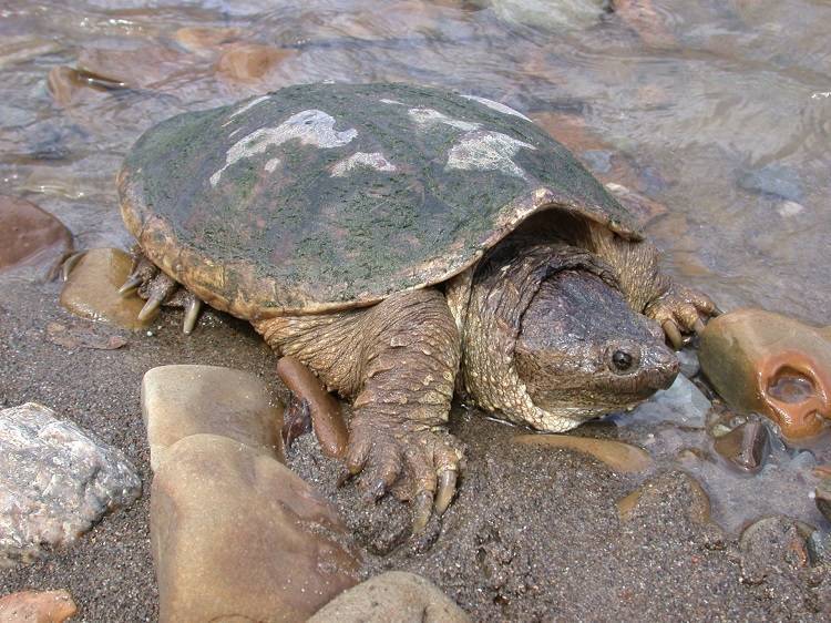 Дальневосточная черепаха – фото, описание, ареал, рацион, враги, популяция