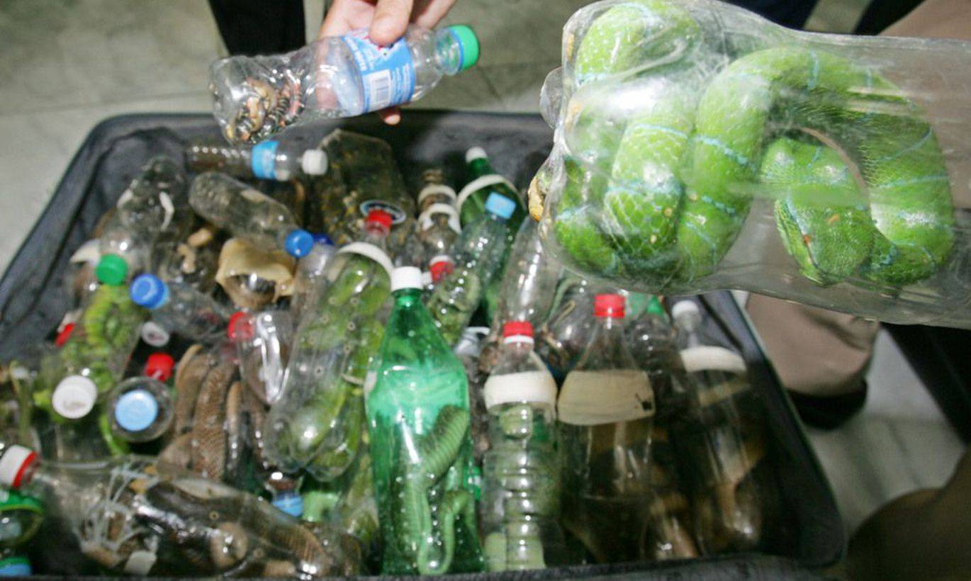 Попугай из пластиковых бутылок