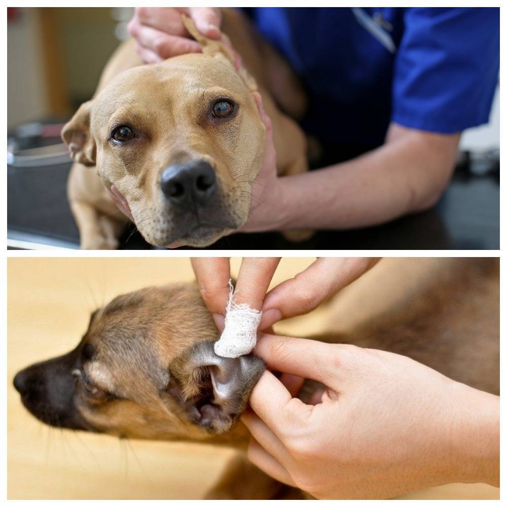 ⭐ ушной клещ у собак. симптомы. виды и средства лечения.