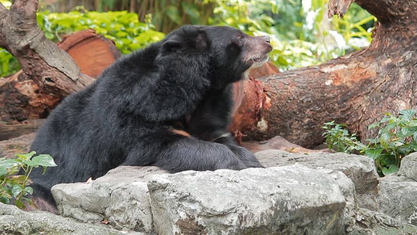 Бурый медведь – фото, описание, ареал, питание, враги
