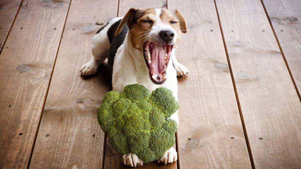 Опасные и полезные овощи для собак
