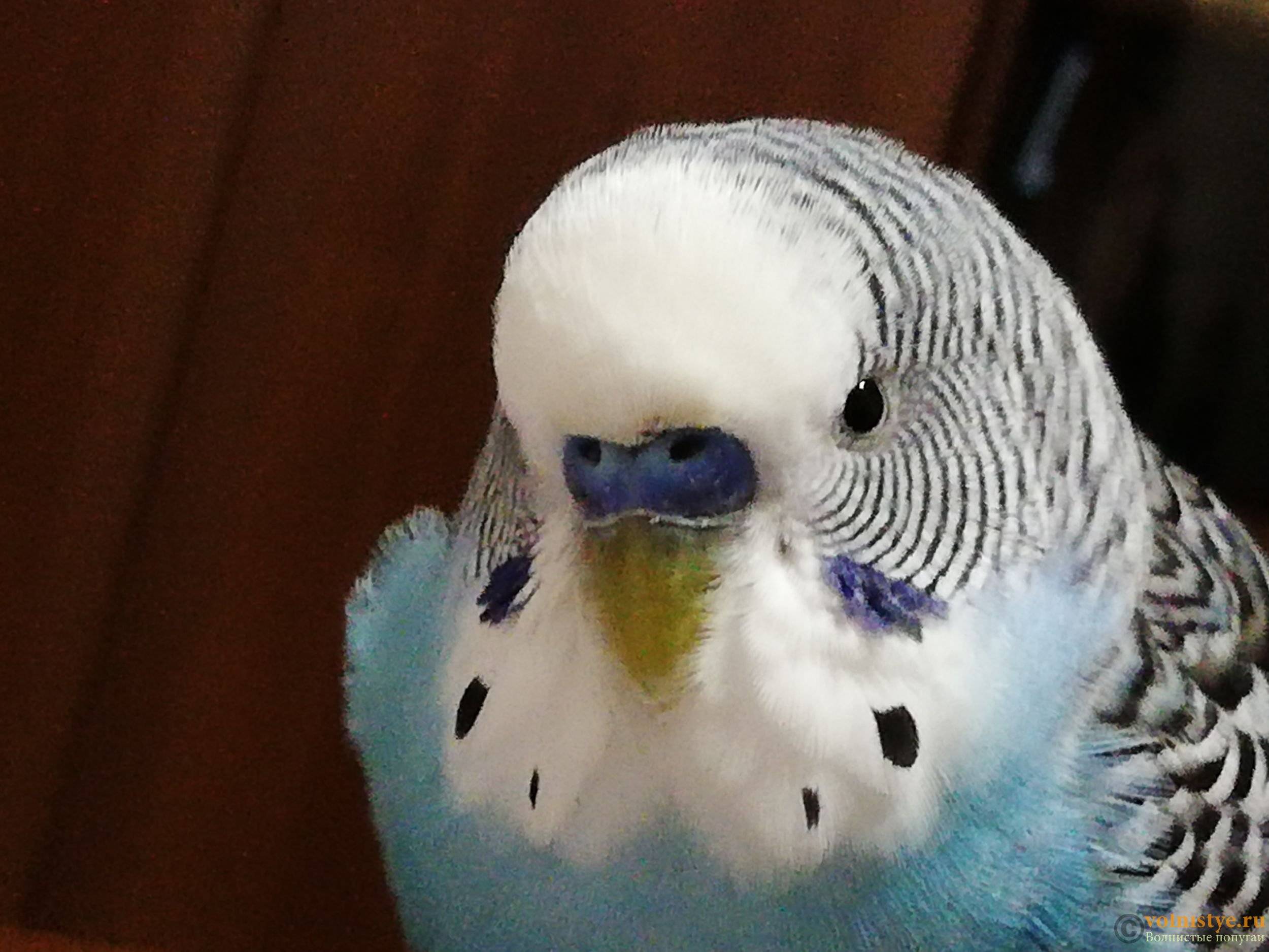 Пухопероеды у попугаев: фото, причины, симптомы, как избавиться, способы лечения и профилактики
