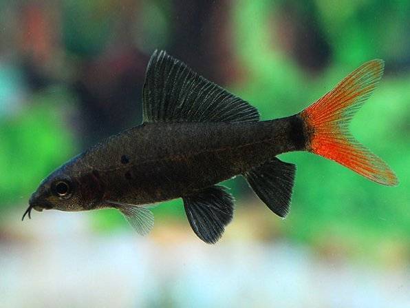 Рыбка лабео биколор: содержание в аквариуме, совместимость с другими видами