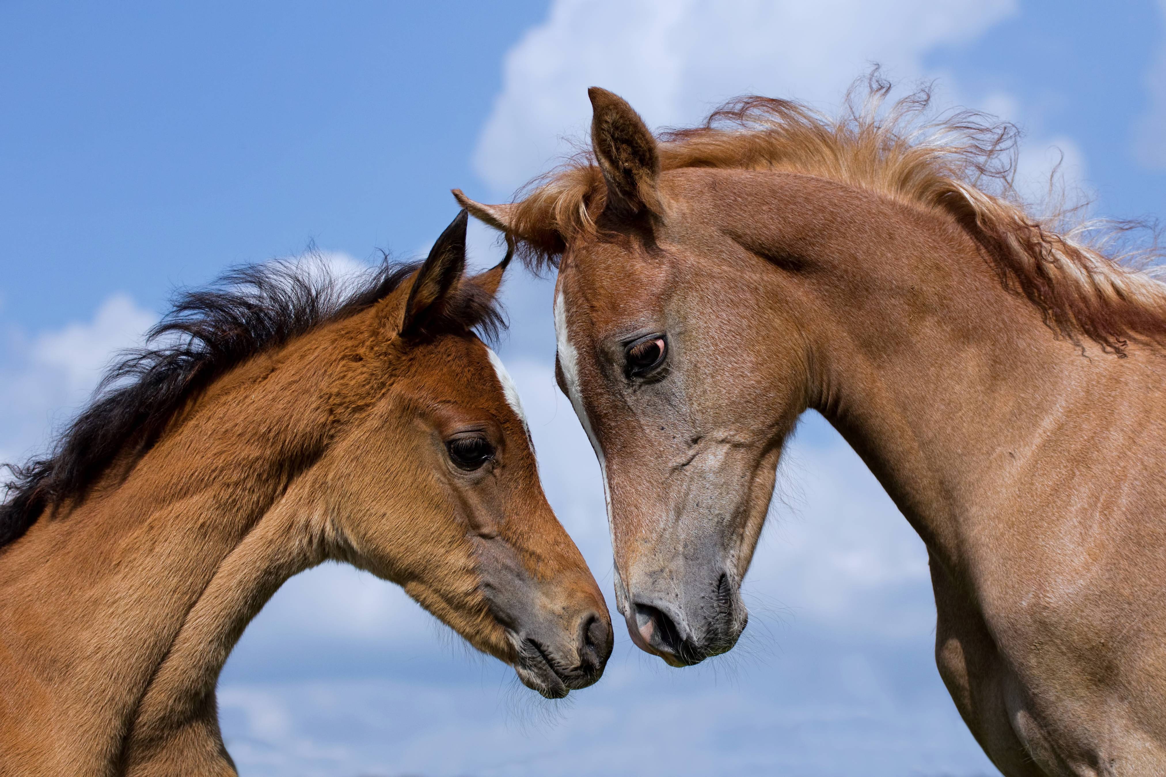 Правильная организация кормления и поения лошадей