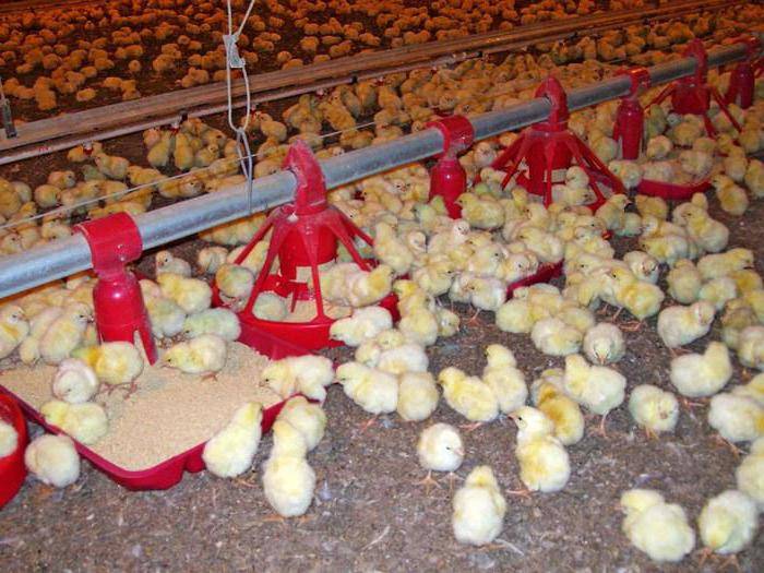 Цыплята в домашних условиях - уход за цыплятами и кормление