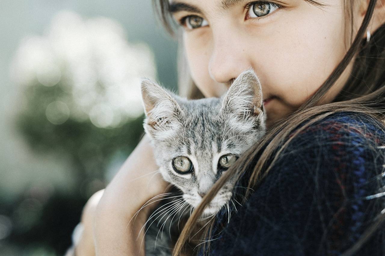 Портретные фото котов и кошек