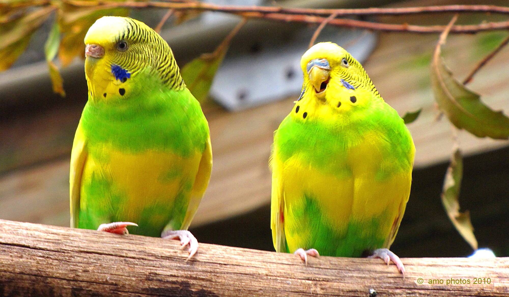 Как определить пол волнистого попугая – признаки полового различия и возраста
