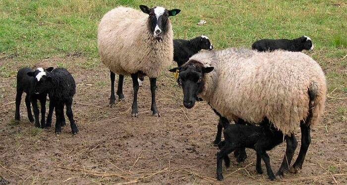 Романовская порода овец: плюсы и минусы - наши лапки