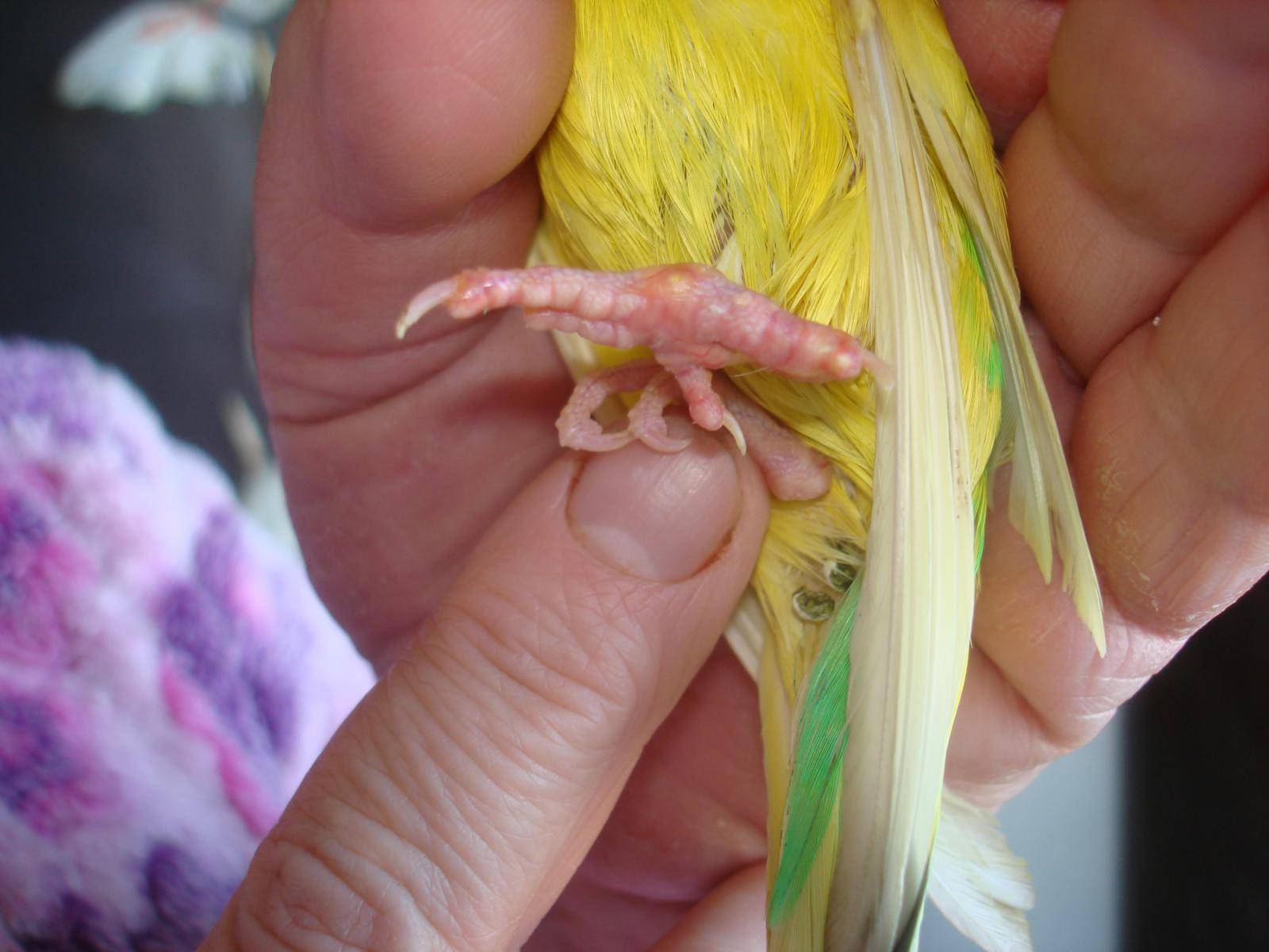 Почему попугай дрожит и хохлится: выяснение причин, диагностика и лечение