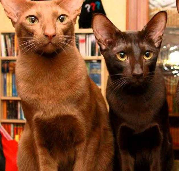 Гавана браун: фото, описание, окрас, характер, стандарт породы кошек