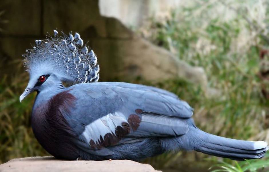 Венценосный голубь goura cristata