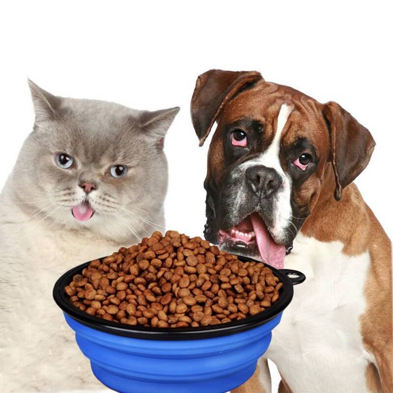 Можно ли кормить кошку только сухим кормом: как правильно