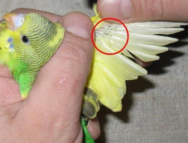 Почему волнистый попугай не летает или падает, возможные причины и как помочь птице