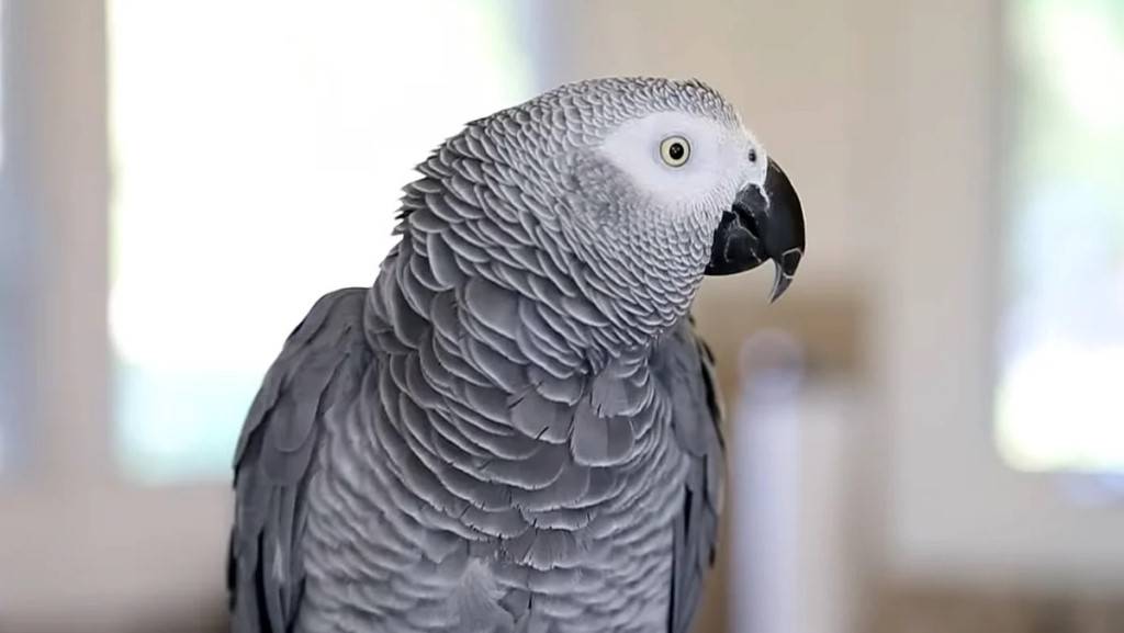 Какие попугаи разговаривают - породы которые учатся лучше всех