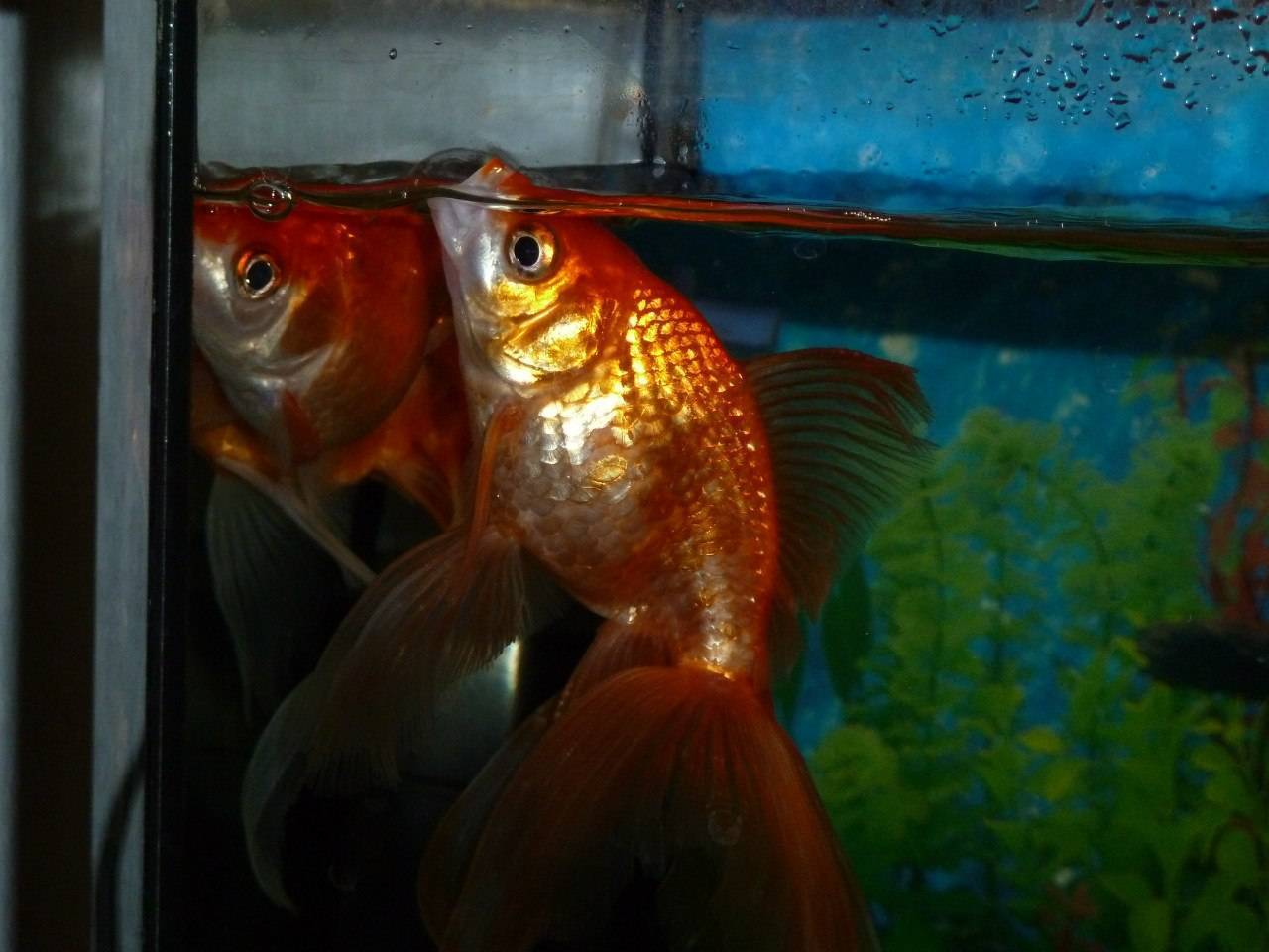 Золотые рыбки: виды, фото
золотые рыбки: виды, фото