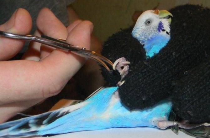 Как обрезать когти попугаю