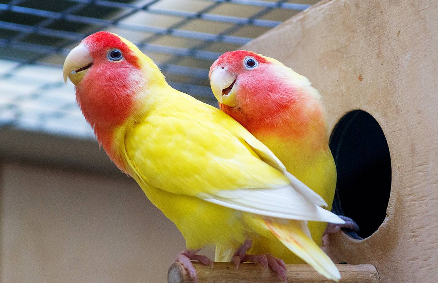 Попугаи неразлучники, все о попугаях неразлучниках (фото и видео)