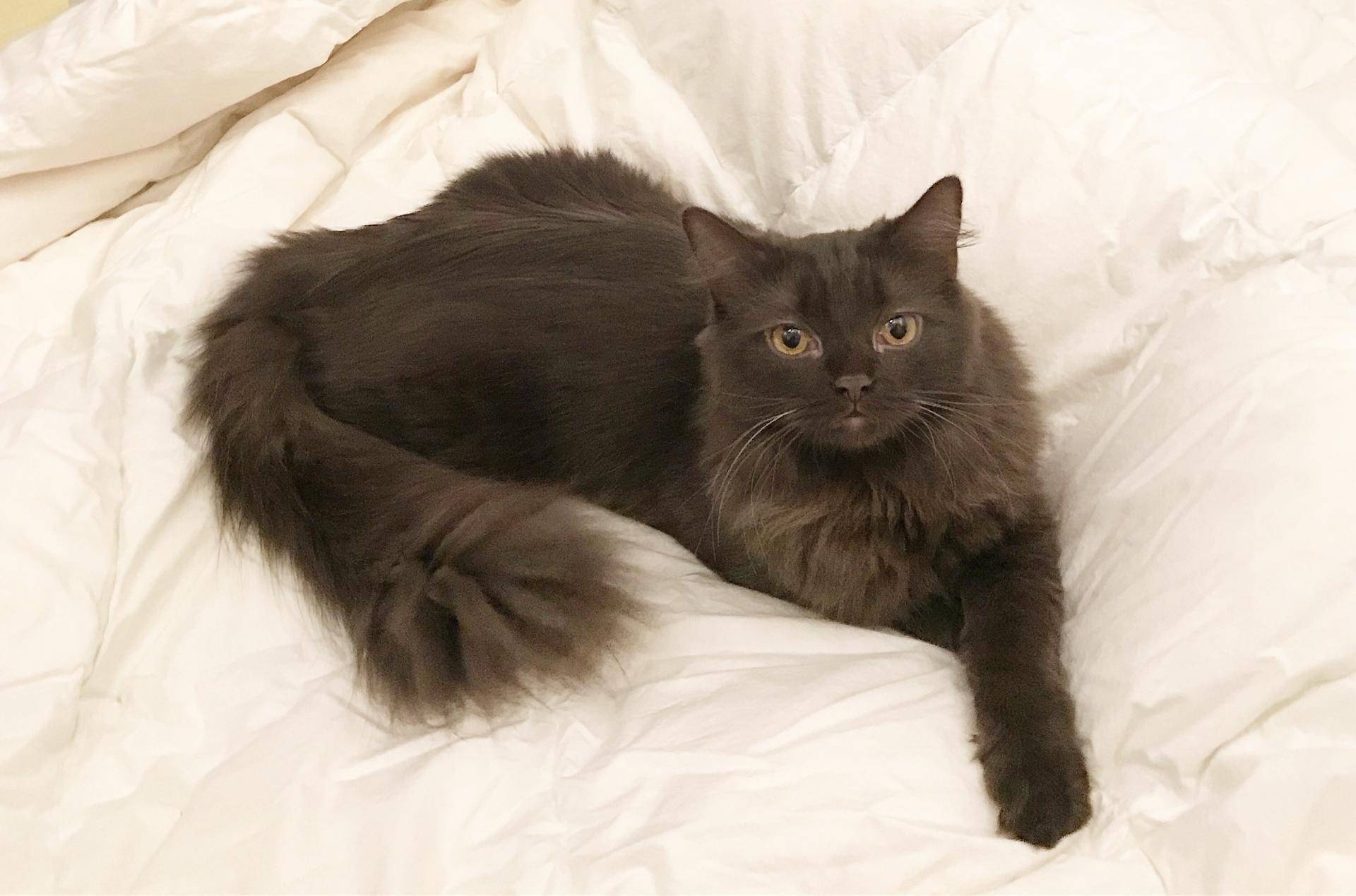 Йоркская шоколадная кошка: описание внешности и характера, уход за питомцем и его содержание, фото кота