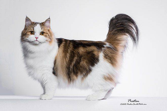 Рагамаффин, кошка: описание породы, характер, особенности и уход