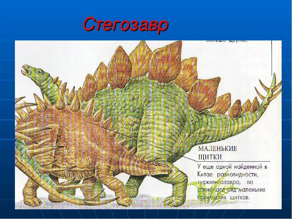 Стегозавр - вики
