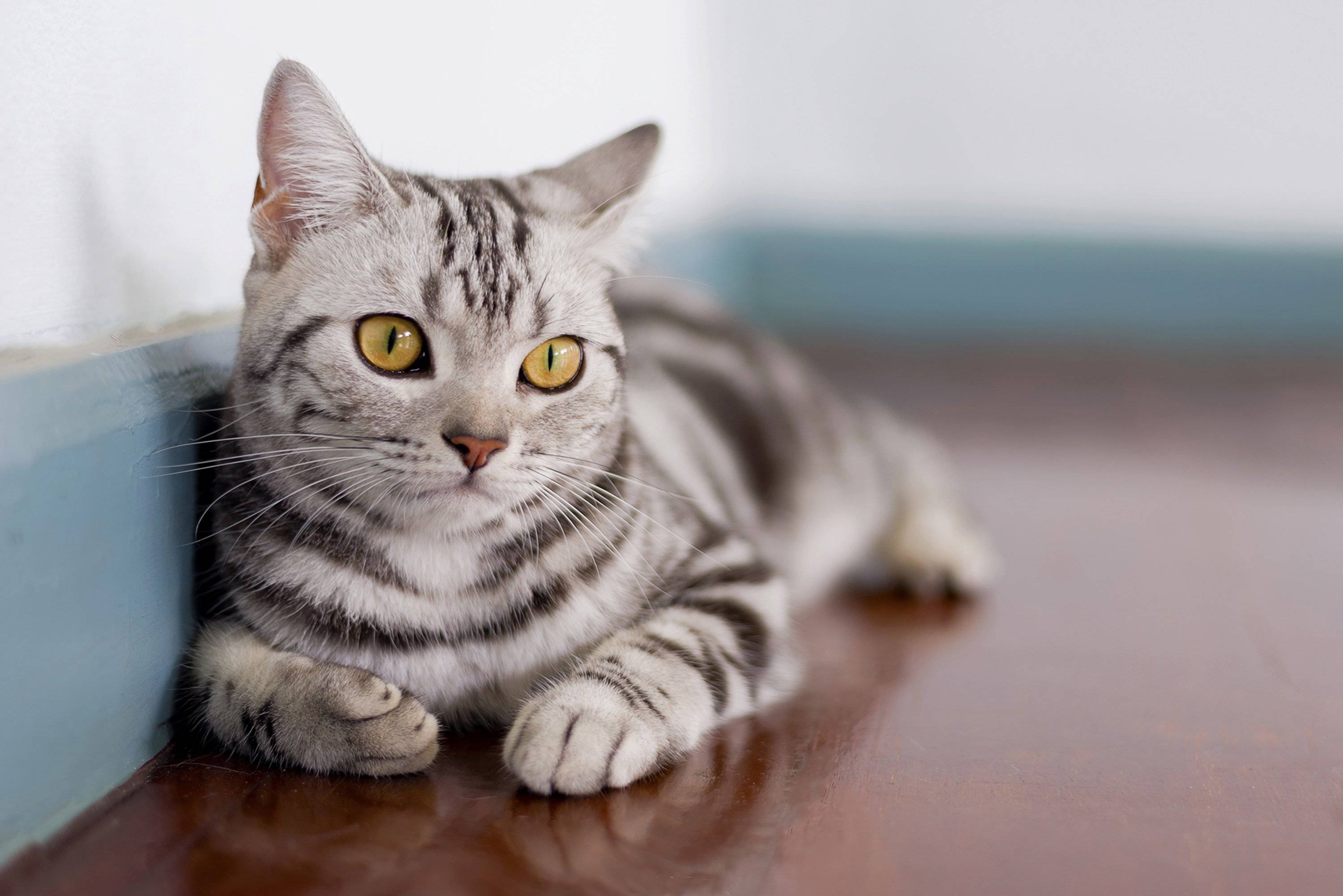 Американская короткошерстная и жесткошерстная кошки: уход и история породы