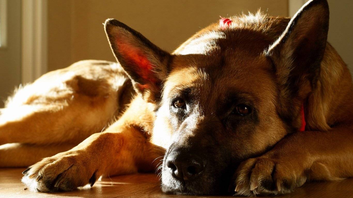 Особенности содержания возрастной собаки | блог ветклиники "беланта"