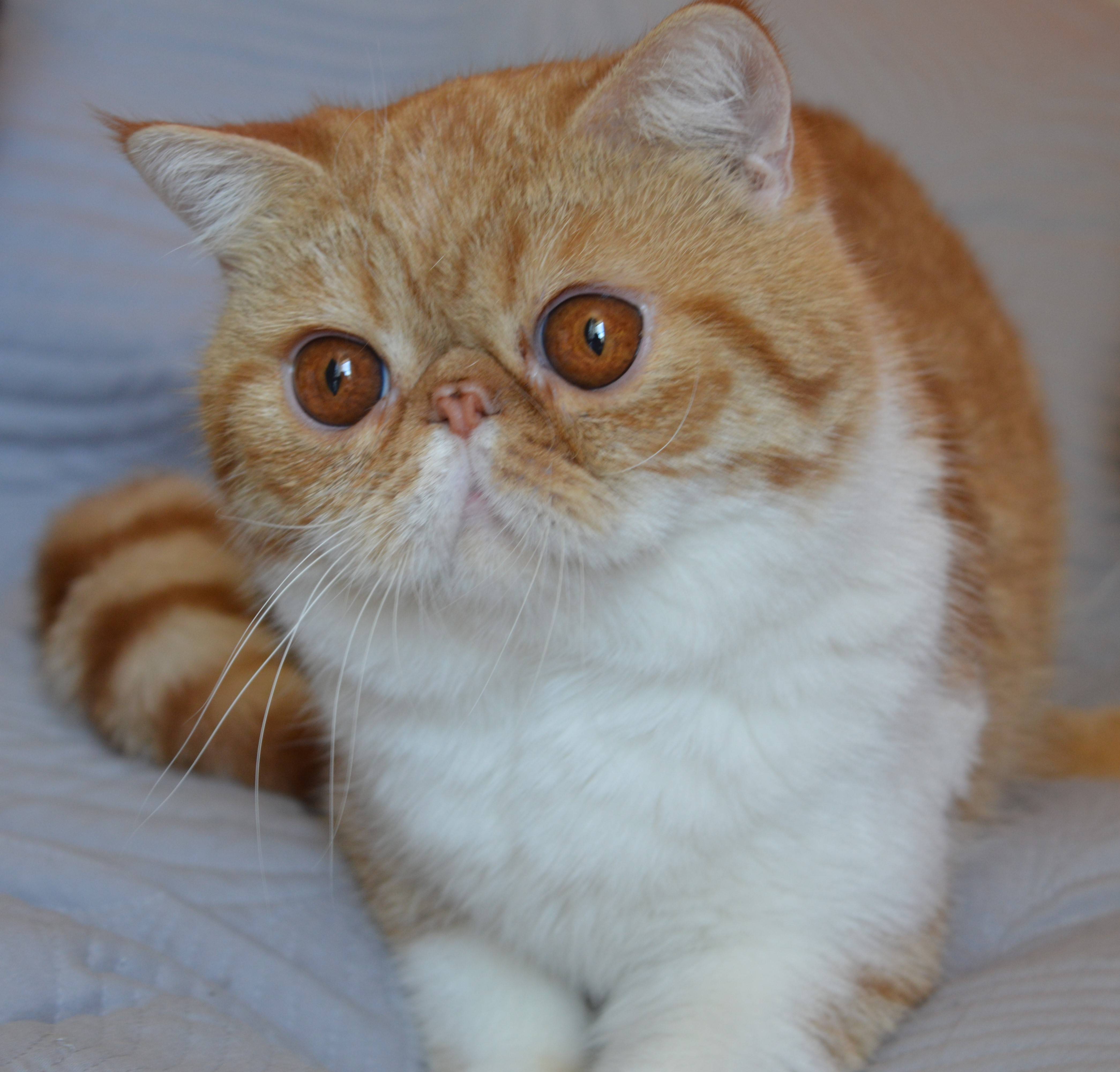 Экзотическая кошка: история породы, здоровье, уход, покупка котенка