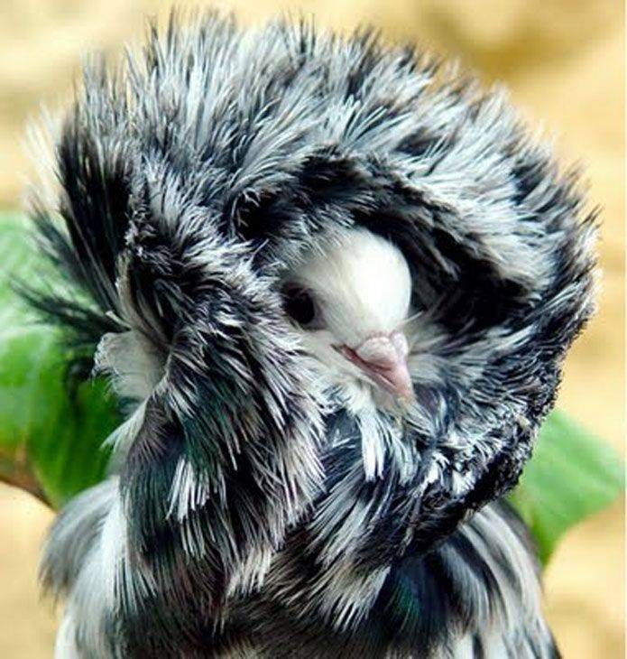 Домашние голуби (50 фото): китайские чайки, вольские космачи, какие породы