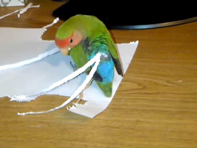 Опилки для попугаев: для чего нужны в гнезде, наполнять ли клетку, есть ли альтернатива