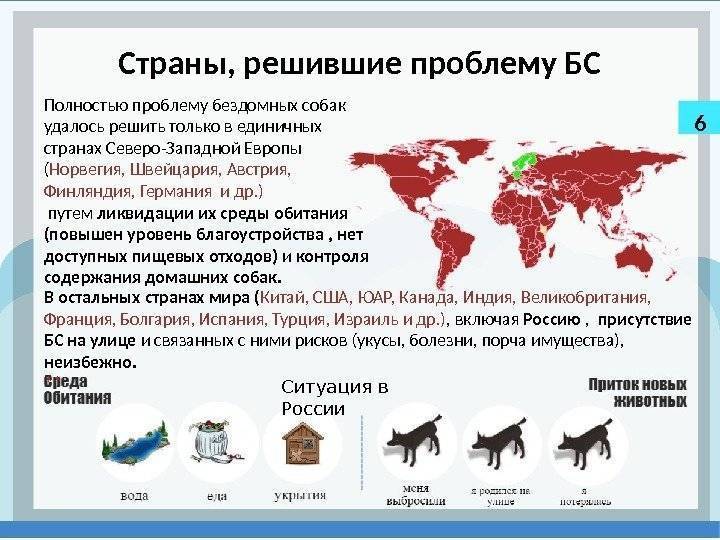 Налог на домашних животных в россии в 2019 году