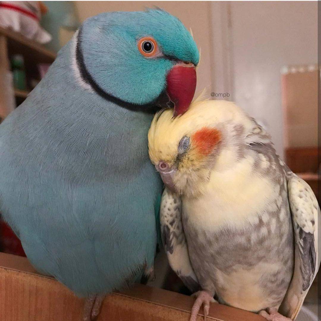 Разведение волнистых попугаев. как подобрать пару