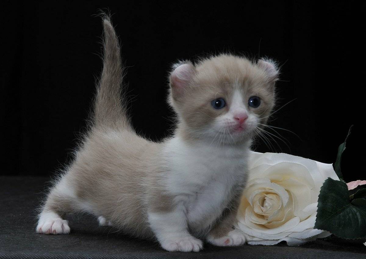 Самые милые породы кошек - топ 20