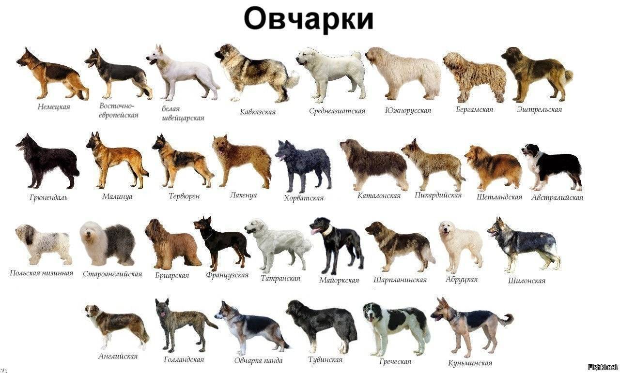 Самые сильные собаки в мире: топ-10 | какая самая сильная порода, фото