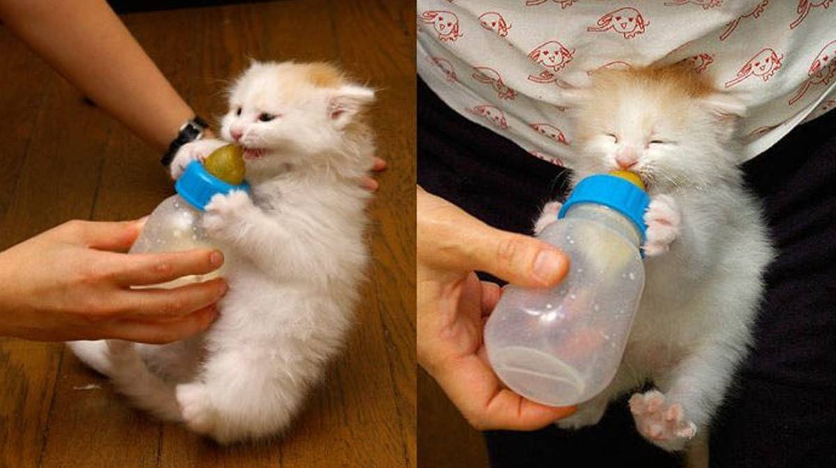 Можно ли кошкам молоко – развенчиваем миф о кошках и их мисочках с молоком