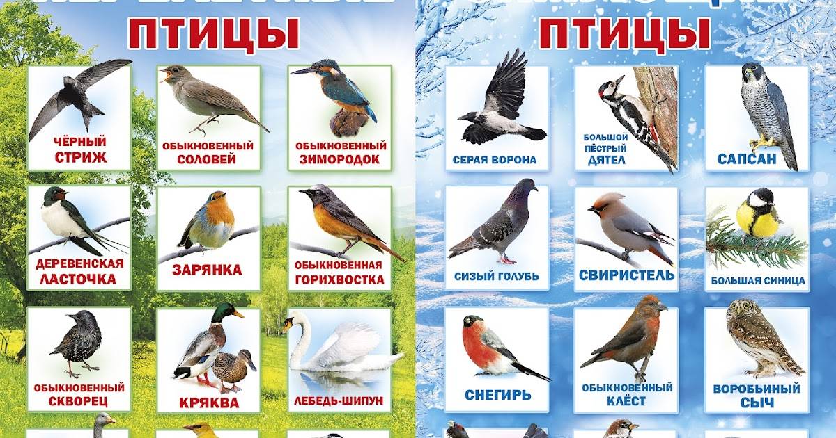 67 перелетных птиц России: полный список с названиями и фото